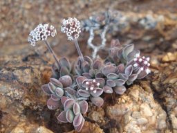 Crassula sericea var. sericea